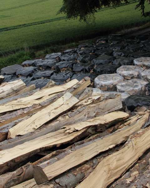 Uncut logs and stacks